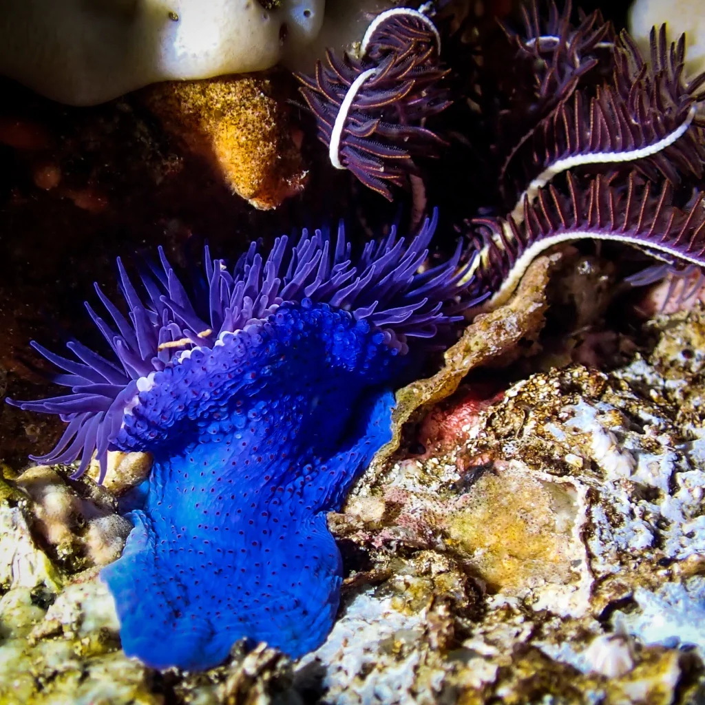 Snorkeling Experience Cape Town