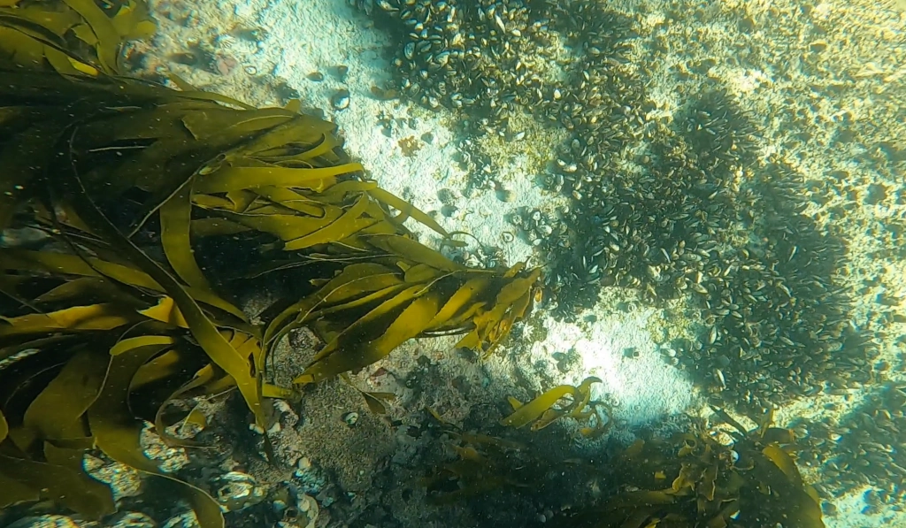 Sea Bamboo and Mussels