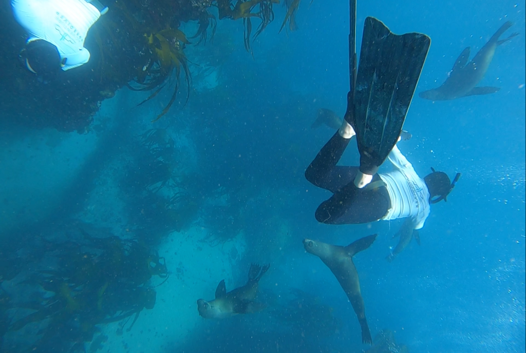 Freediving with Seals