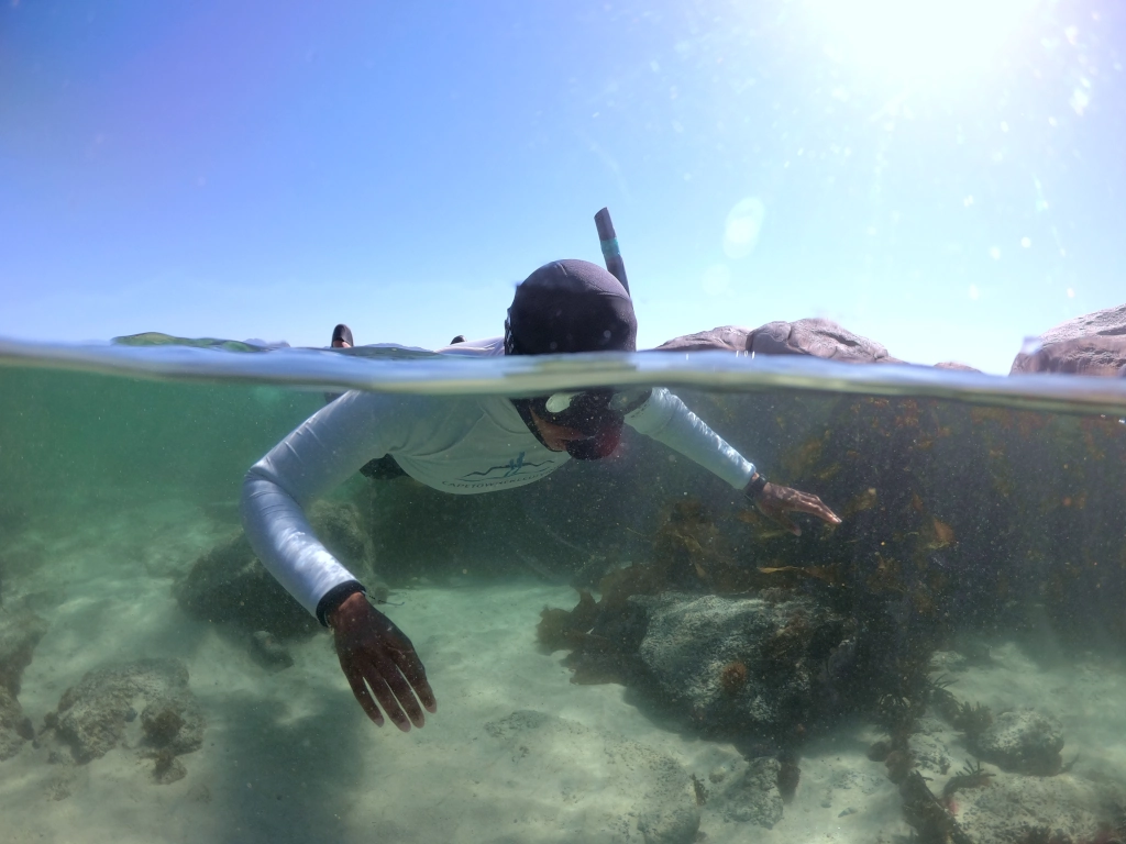 Kelp Forest Snorkeling