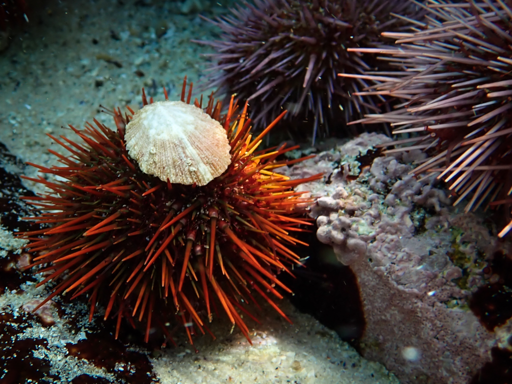 Sea Urchin