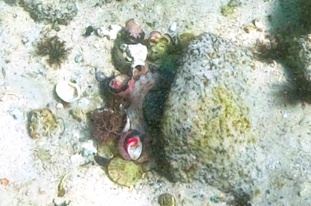 Hiding Octopus Close Up