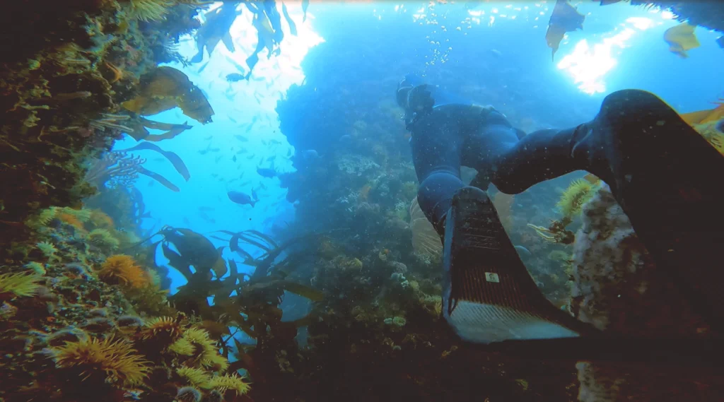 Freediving Photographer's Reef