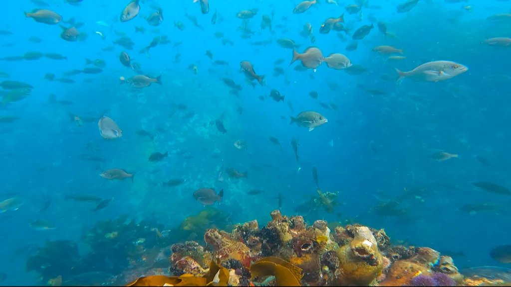 Photographer's Reef