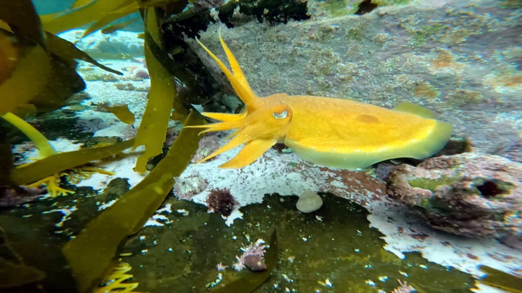 Cuttlefish Changing Colour