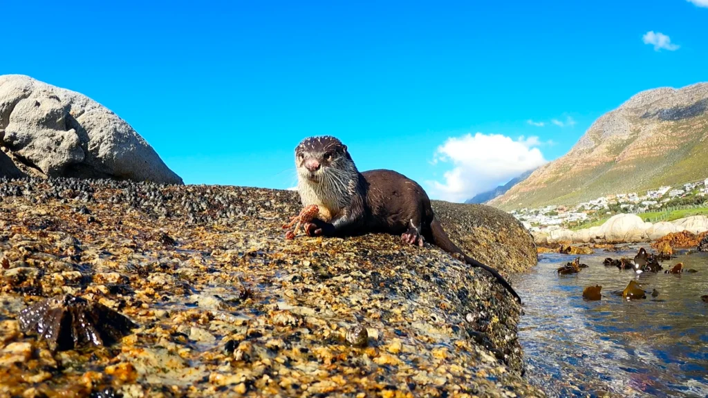 Clawless Otter Eating Crab