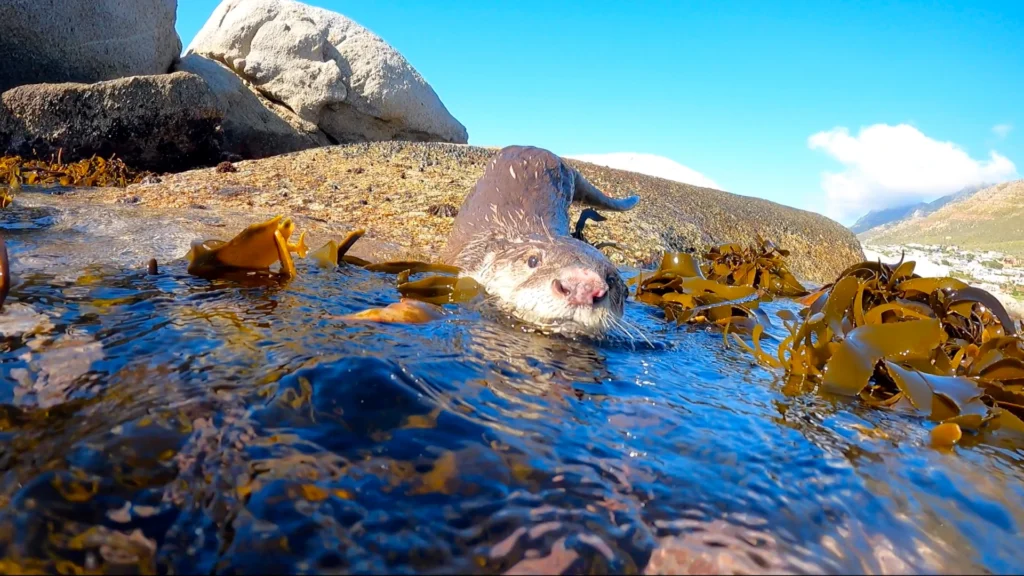 Africa Clawless Otter Swimming