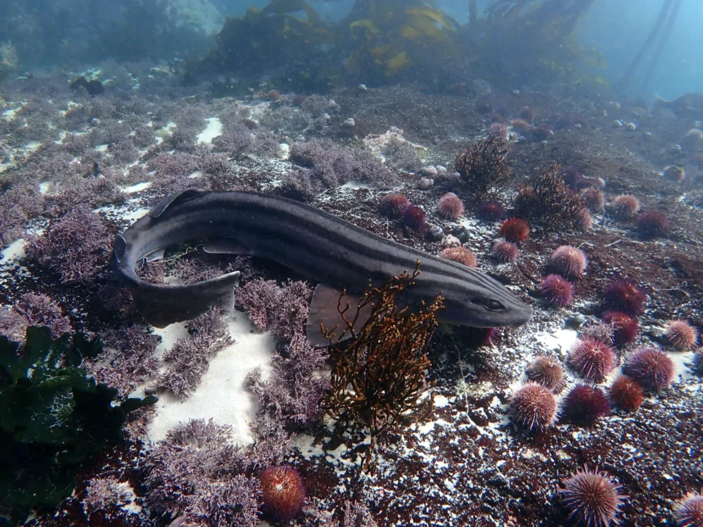 Pyjama Shark Resting