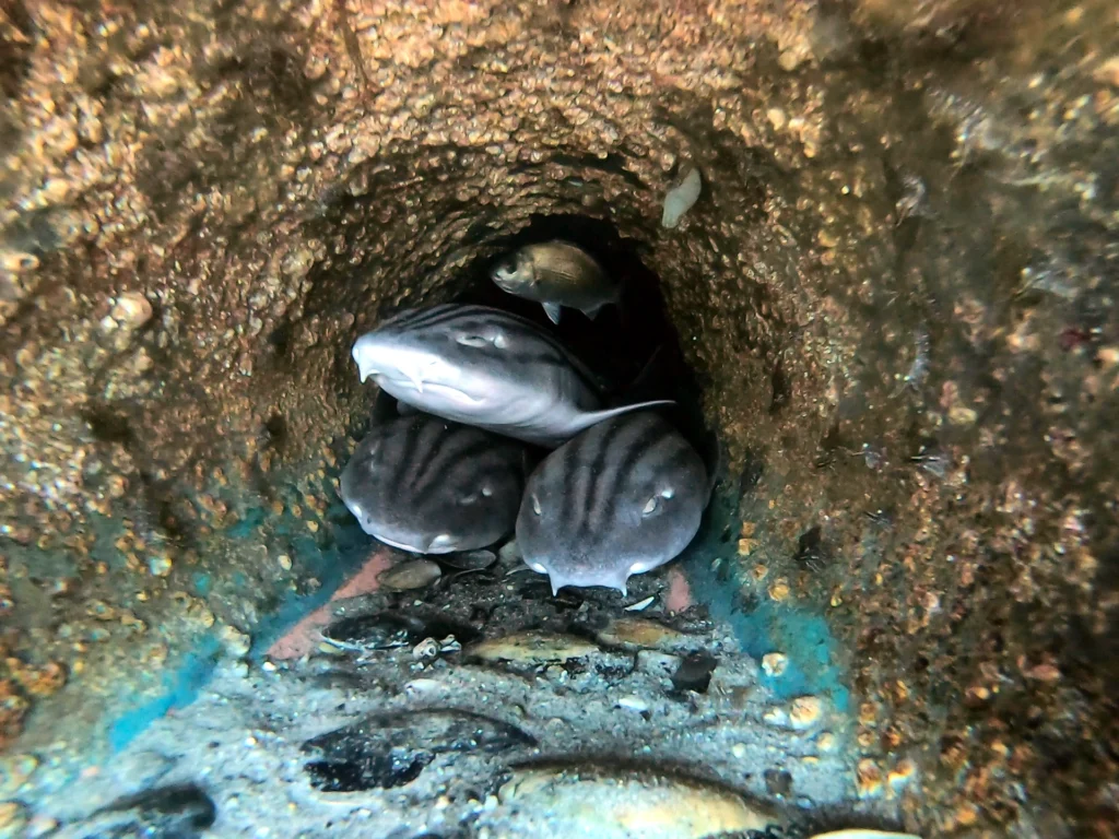 Striped Catsharks