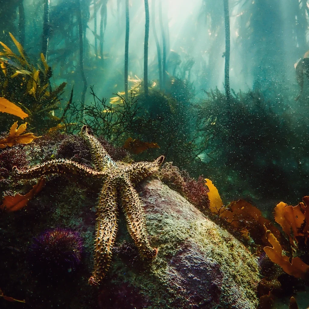 Cape Town Snorkeling