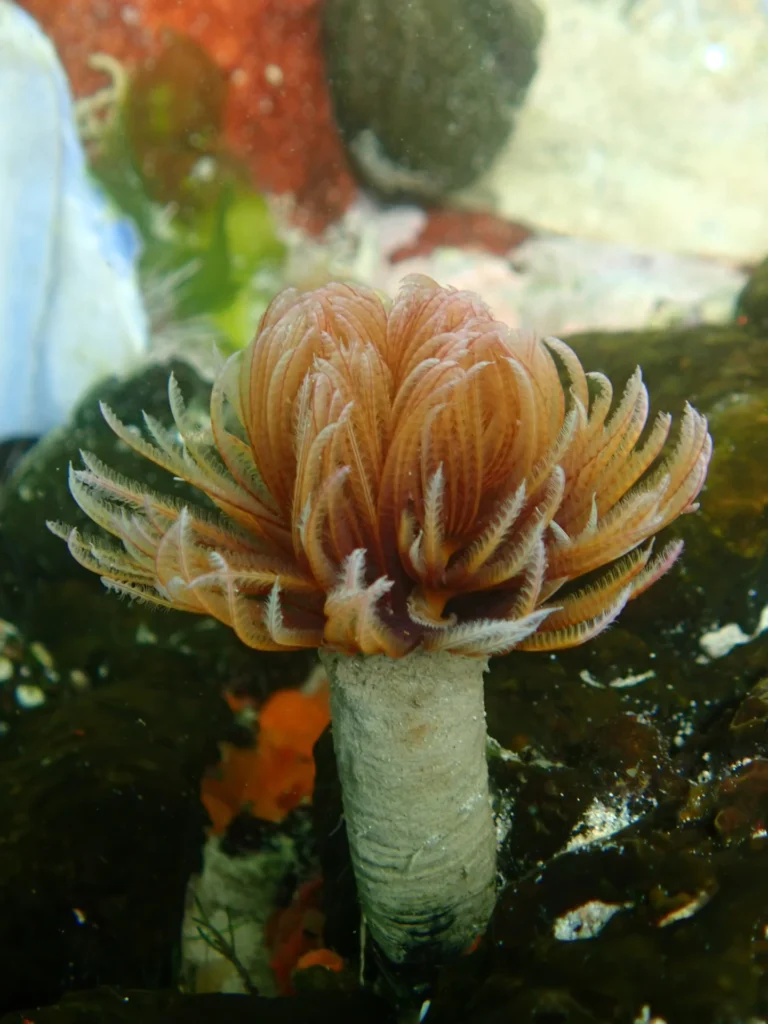 Feather Duster Worm