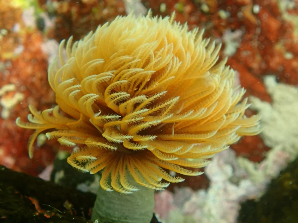 Feather Duster Worm Crown