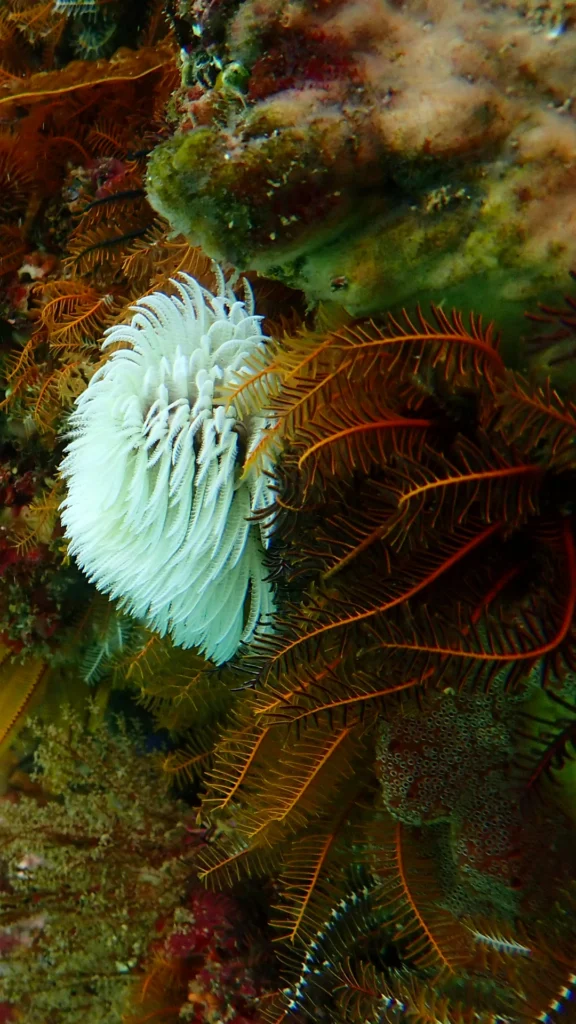 Feather Duster Worm Between Feather Stars