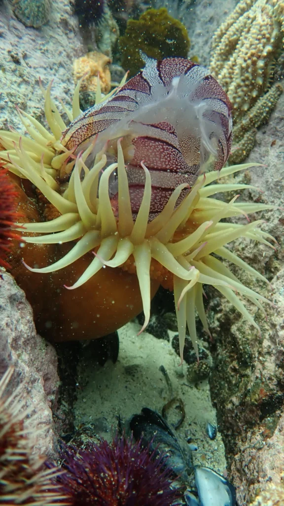 False Plum Anemone