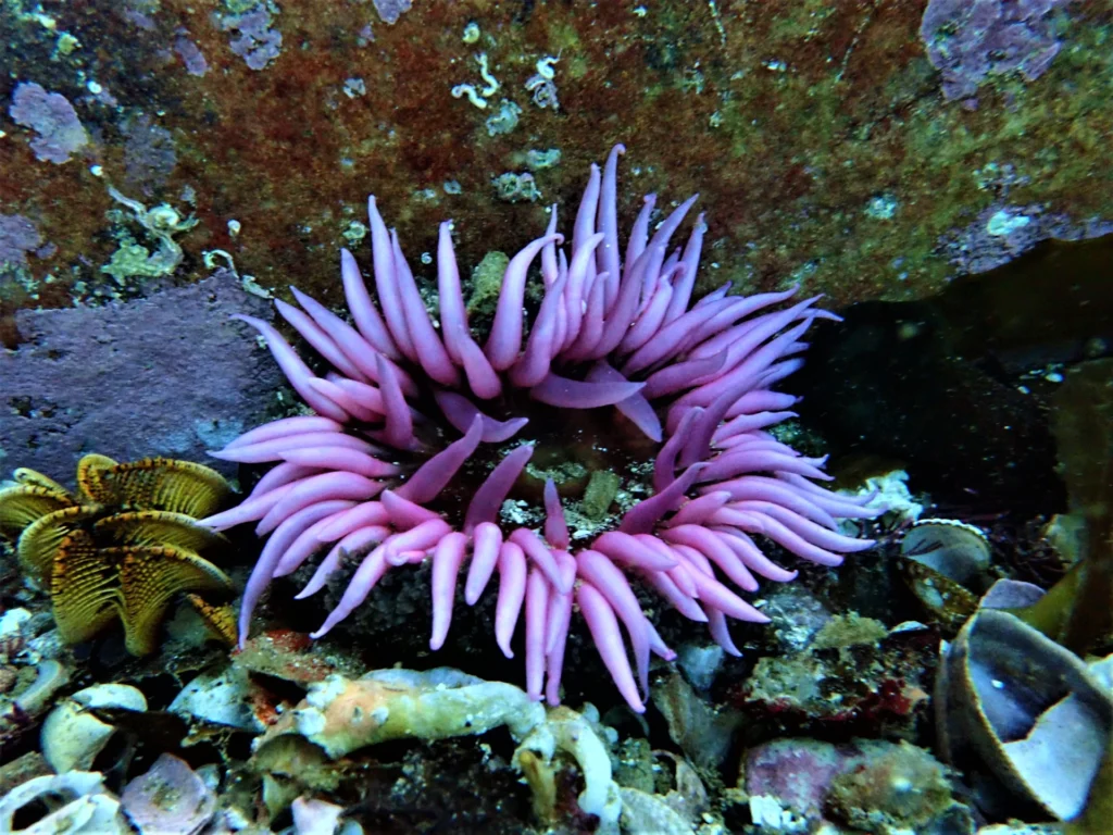 Sandy Anemone