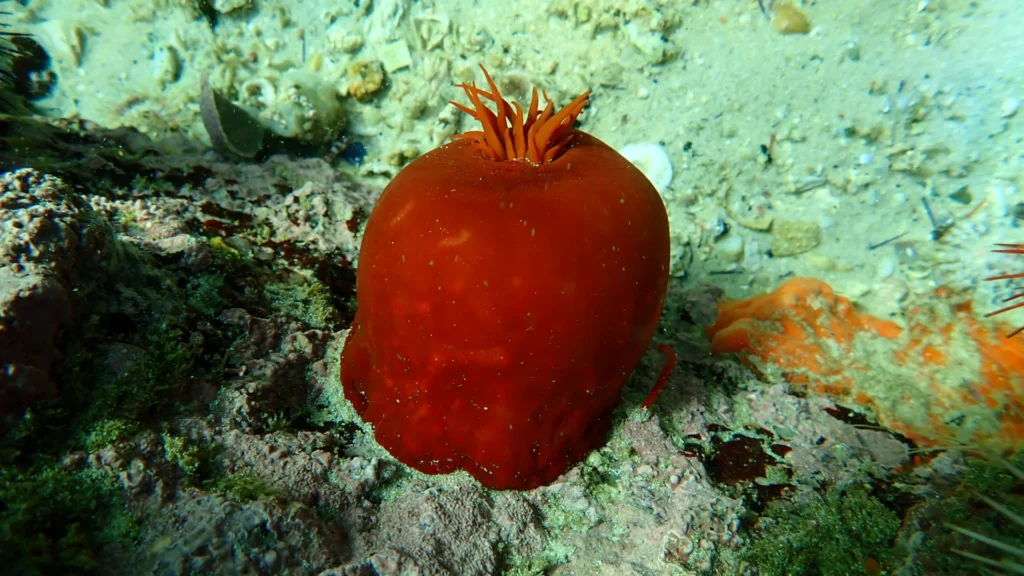 Retracted Anemone