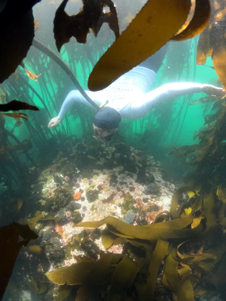 Snorkeler Exploring the Kelp Forest