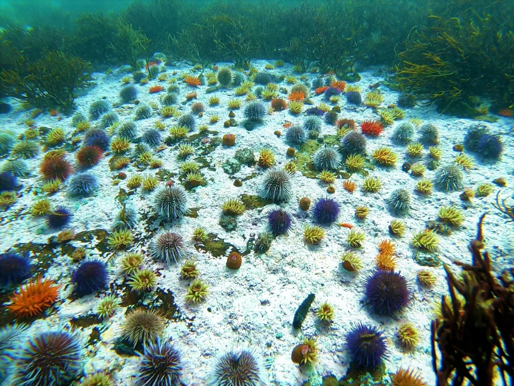 Field of Urchins