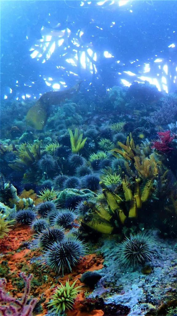 Sea Urchins