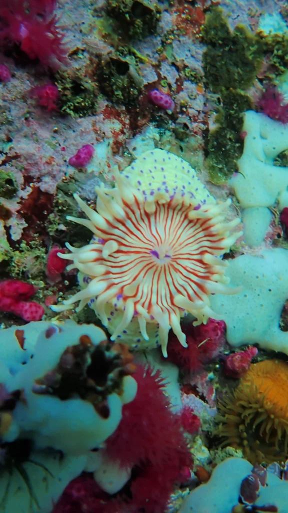 Violet-Spotted Anemone