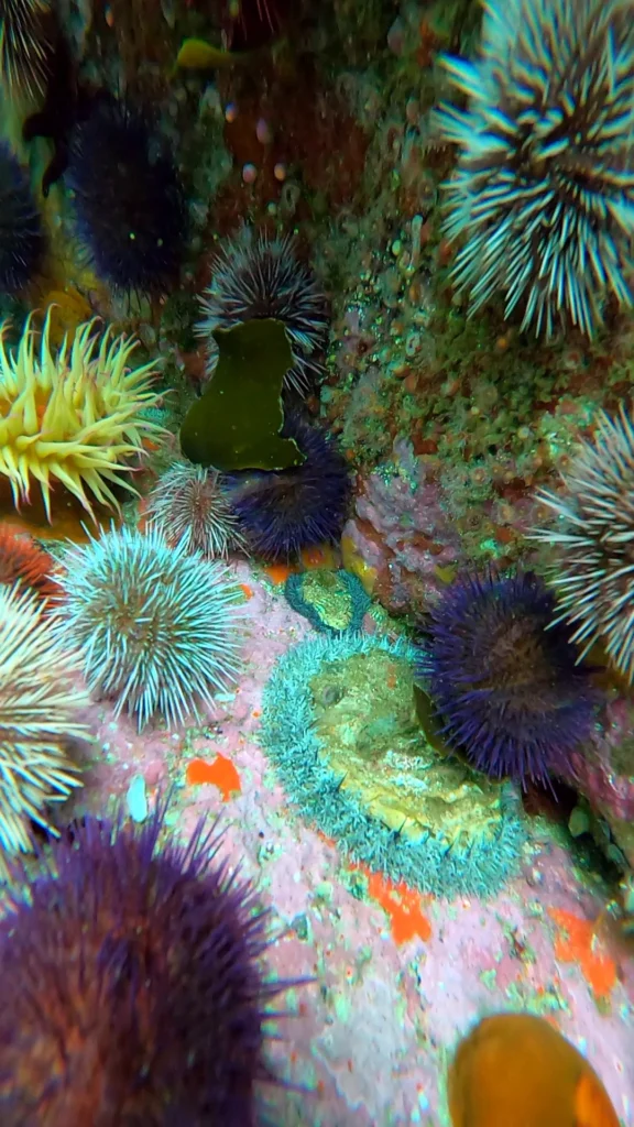 Abalone and Urchins