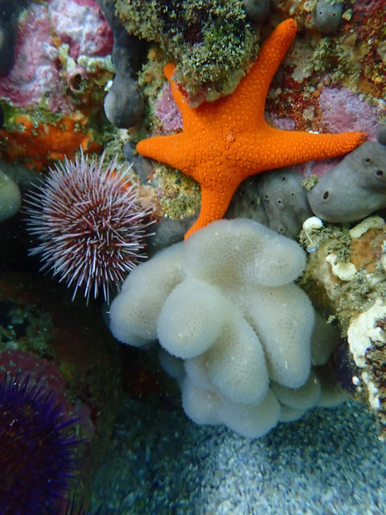 Red Sea Star