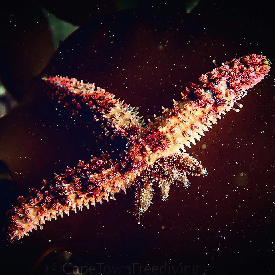 Spiny Sea Star Regenerating
