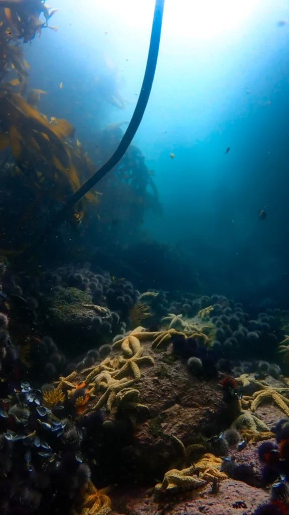 Sea Star Aggregation