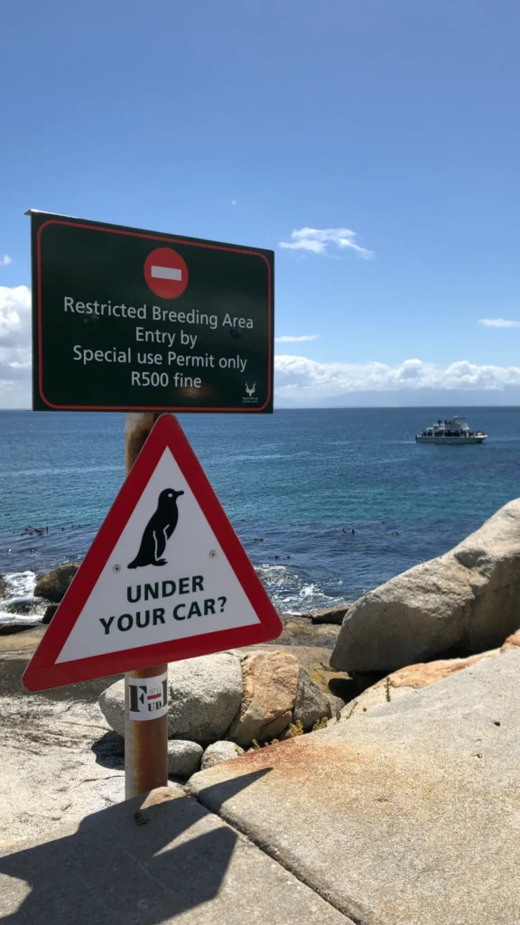 Drive Carefully at Boulders Beach