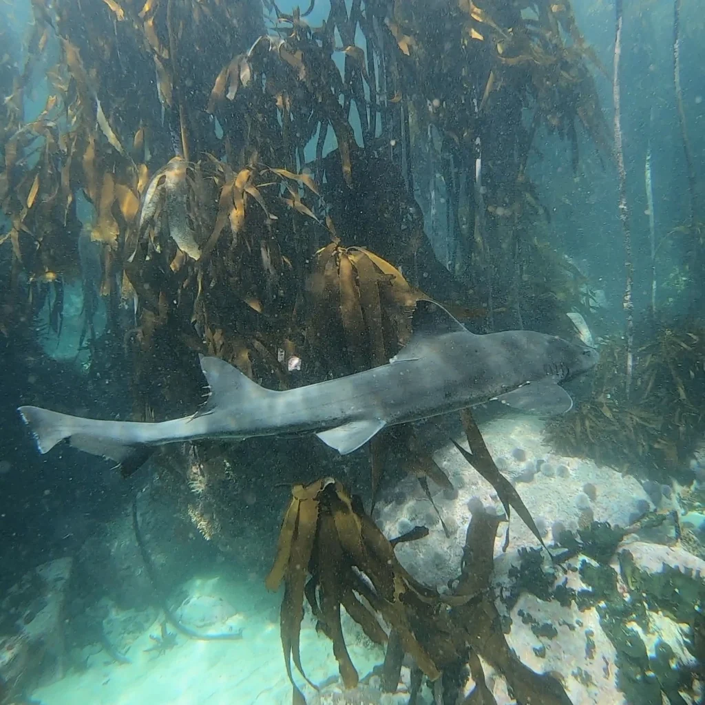 Gully Shark in Kelp Forest