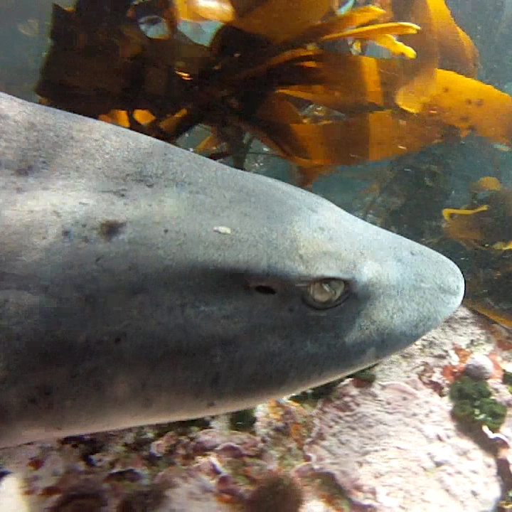 Sharptooth Houndshark or Spotted Gully Shark