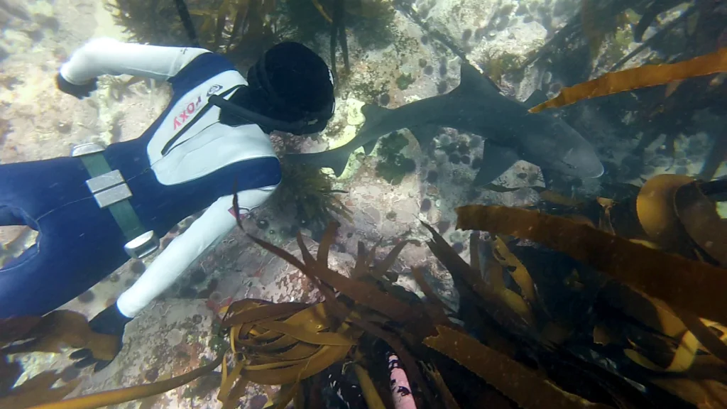 Freediver with Spotted Gully Shark