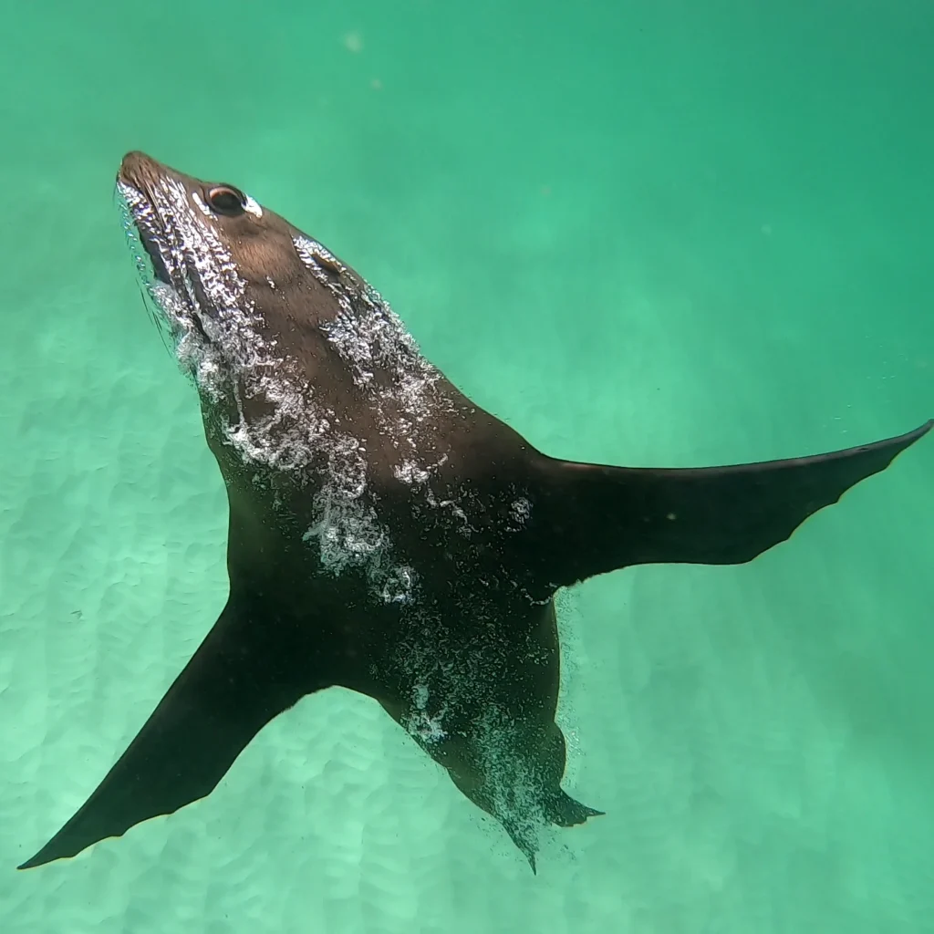 Cape Fur Seal