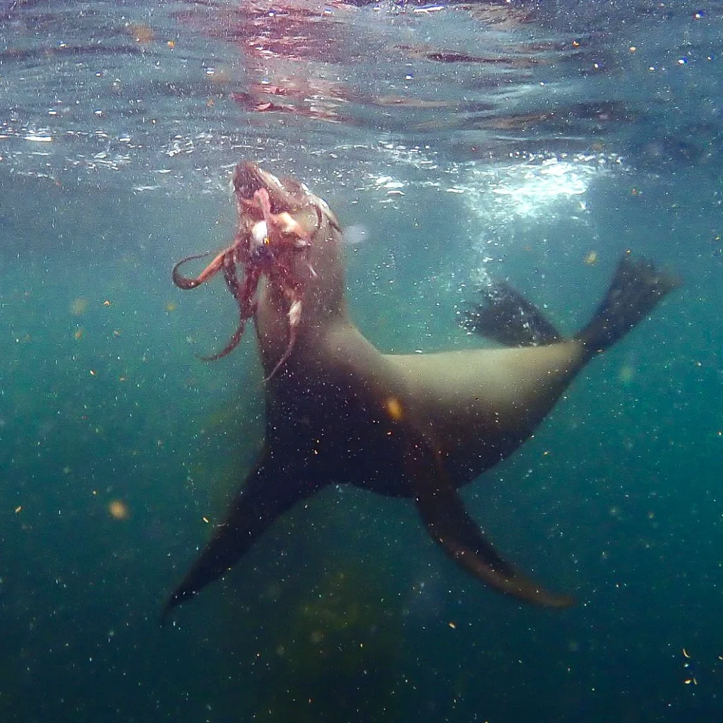 Cape Fur Seal Eating Octopus