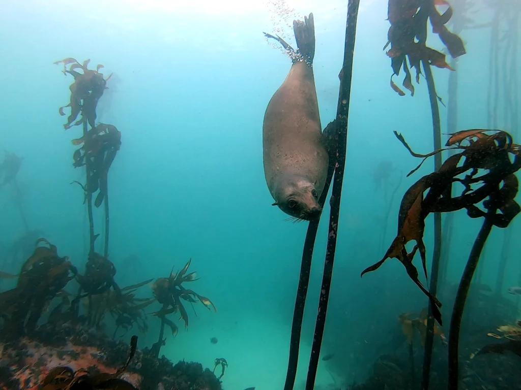 Seal in Kelp Forest