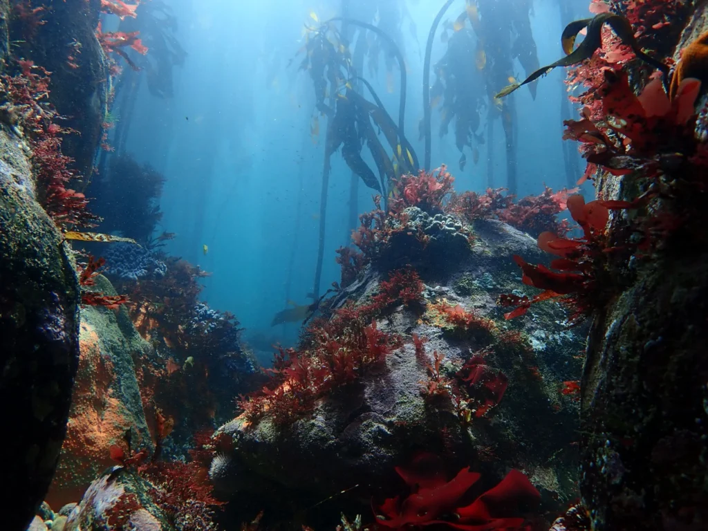 Cape Town's Kelp Forest