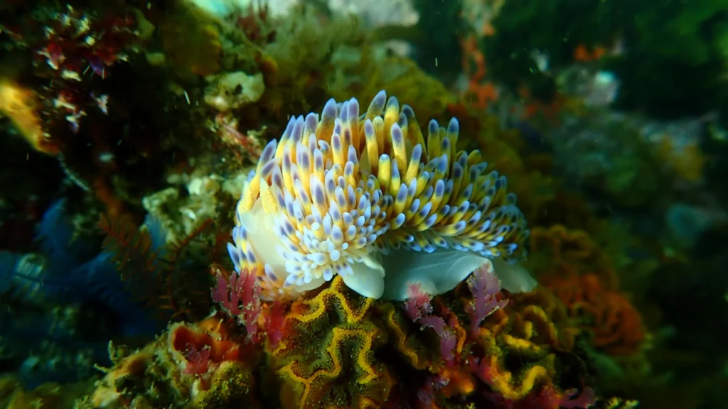 Gas Flame Nudibranch