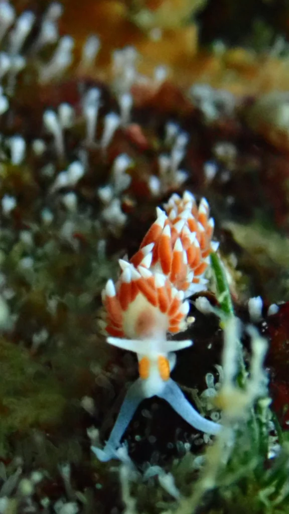 Orange Eye Nudibranch