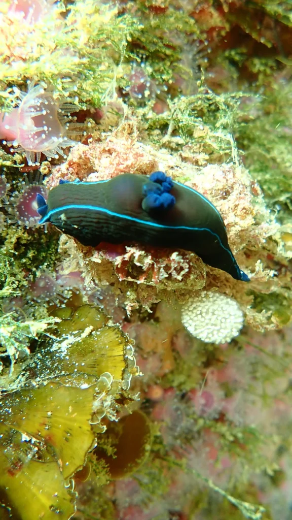 Black Nudibranch