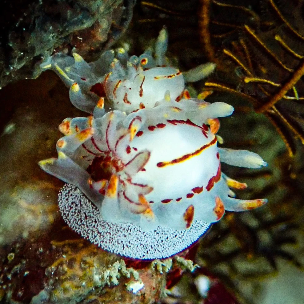 Fiery Nudibranch