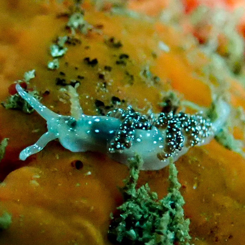 Nudibranch on Sponge