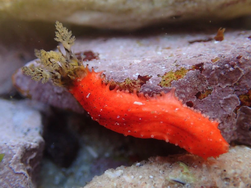 Sea Cucumber