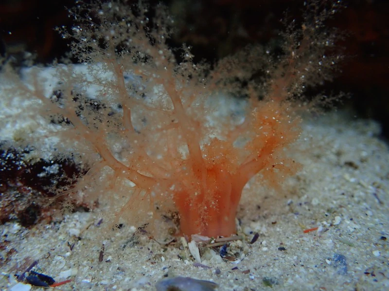 Sea Cucumber