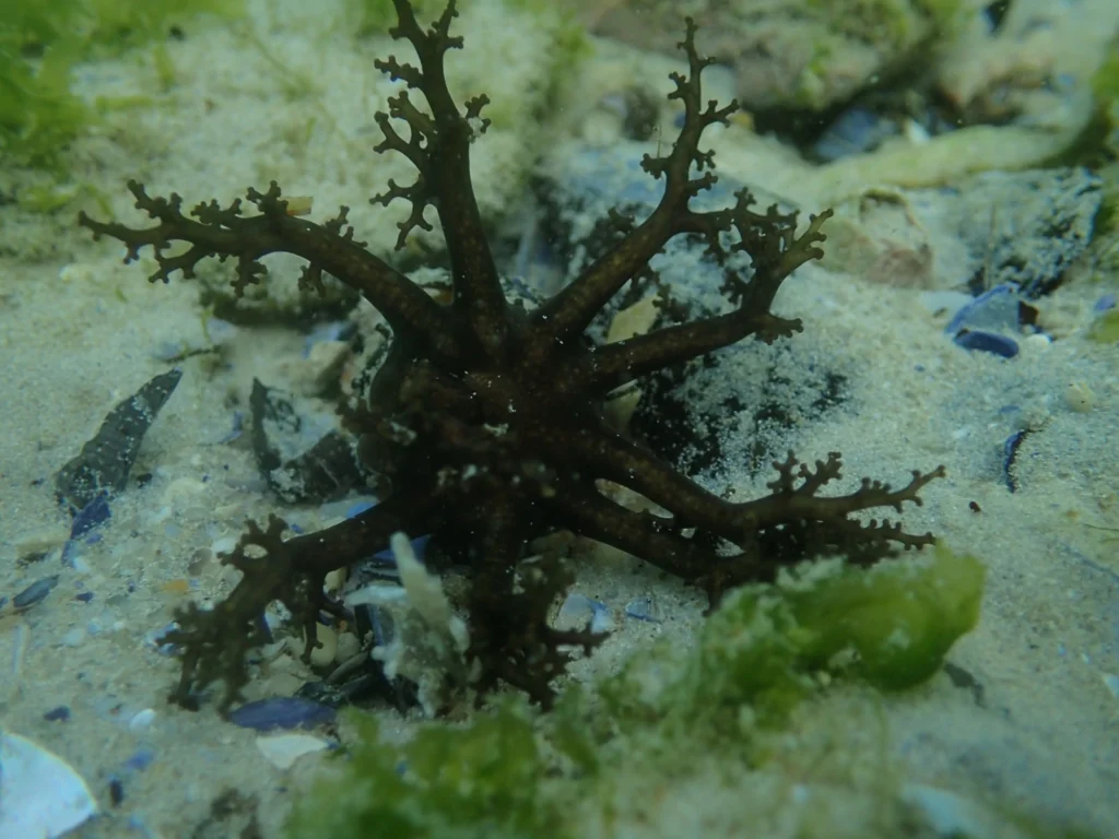 Sea Cucumber