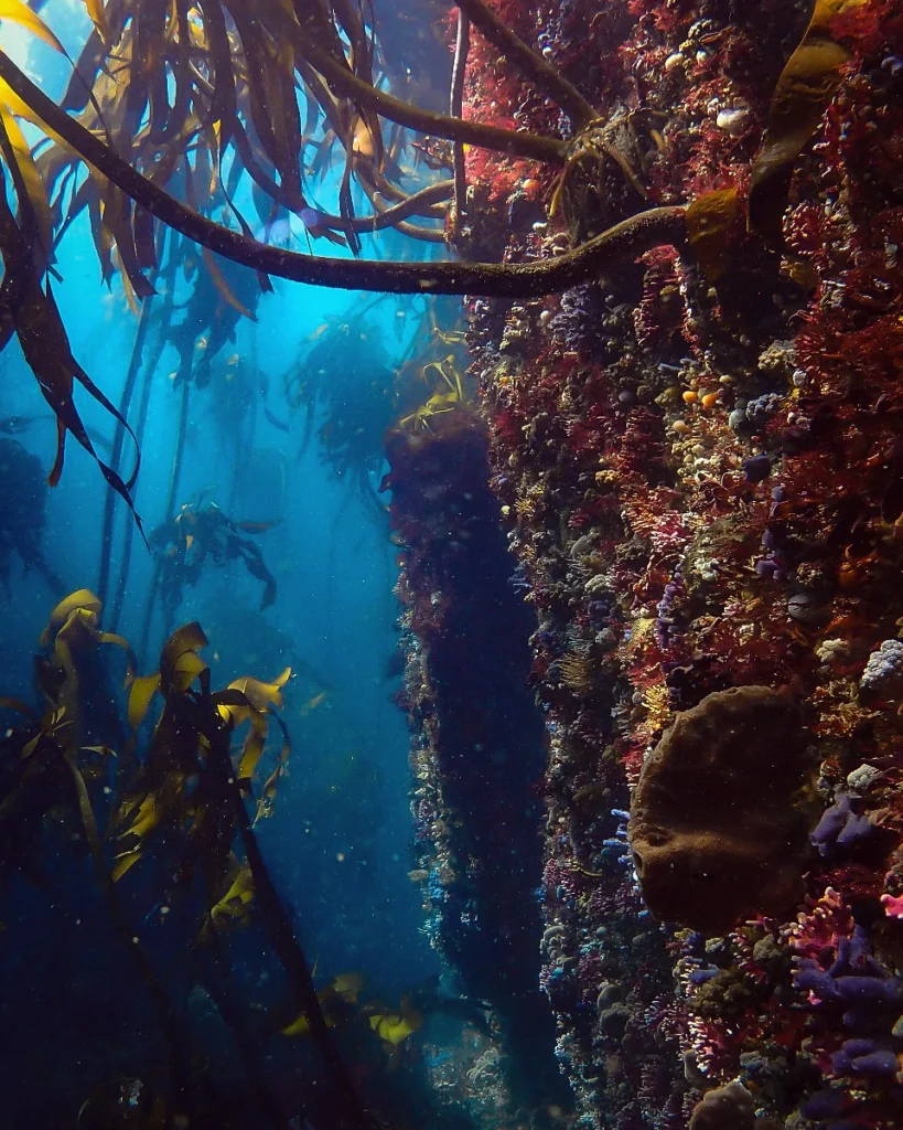 Great African Kelp Forest