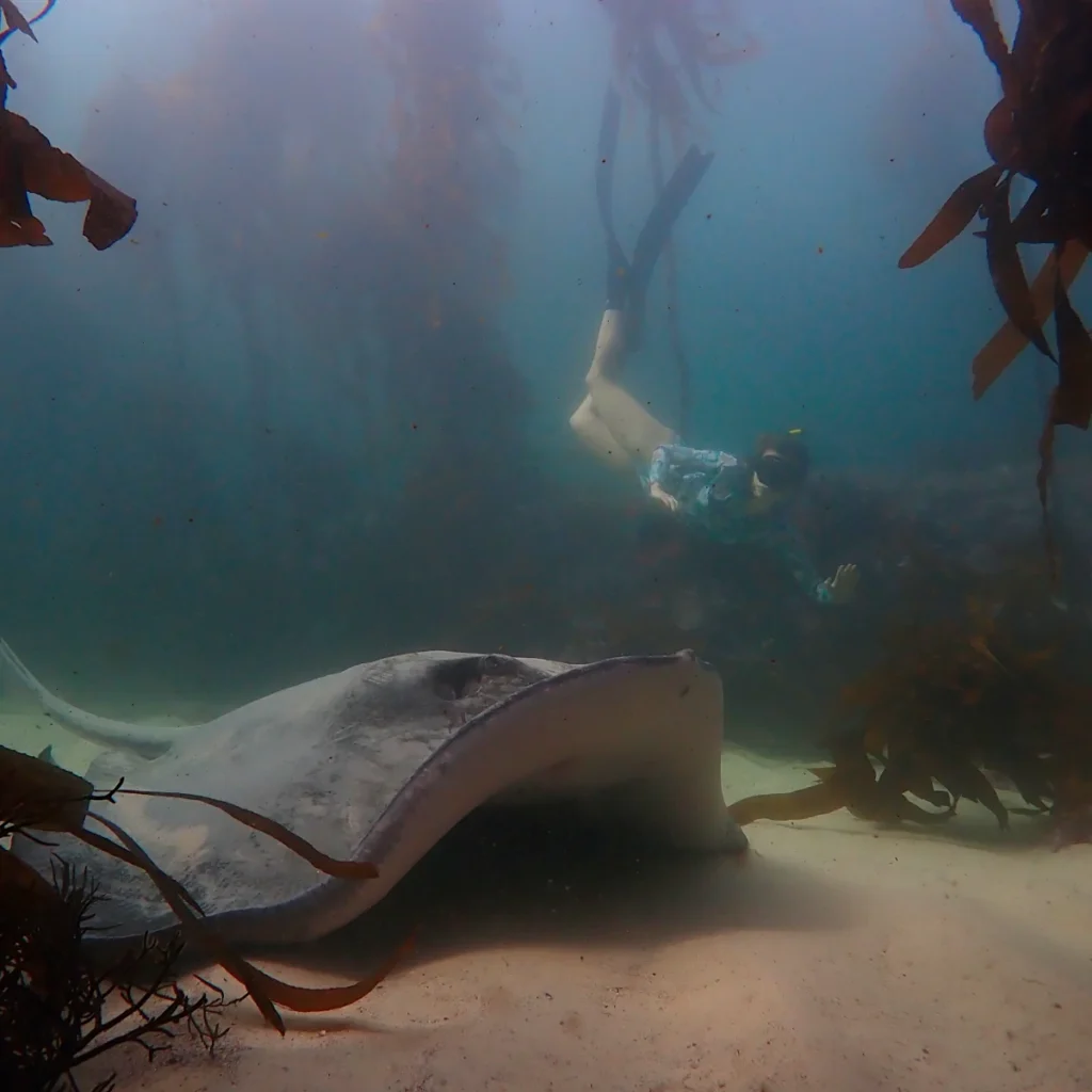 Short-tail Stingray and Freediver