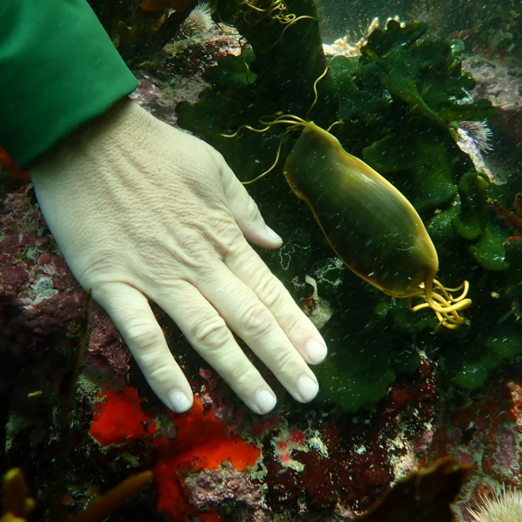 Shark egg case (Chondrichthyes) 'mermaids purse' on beach near Kitty Hawk,  Outer Banks, North Carolina, USA. Stock Photo | Adobe Stock