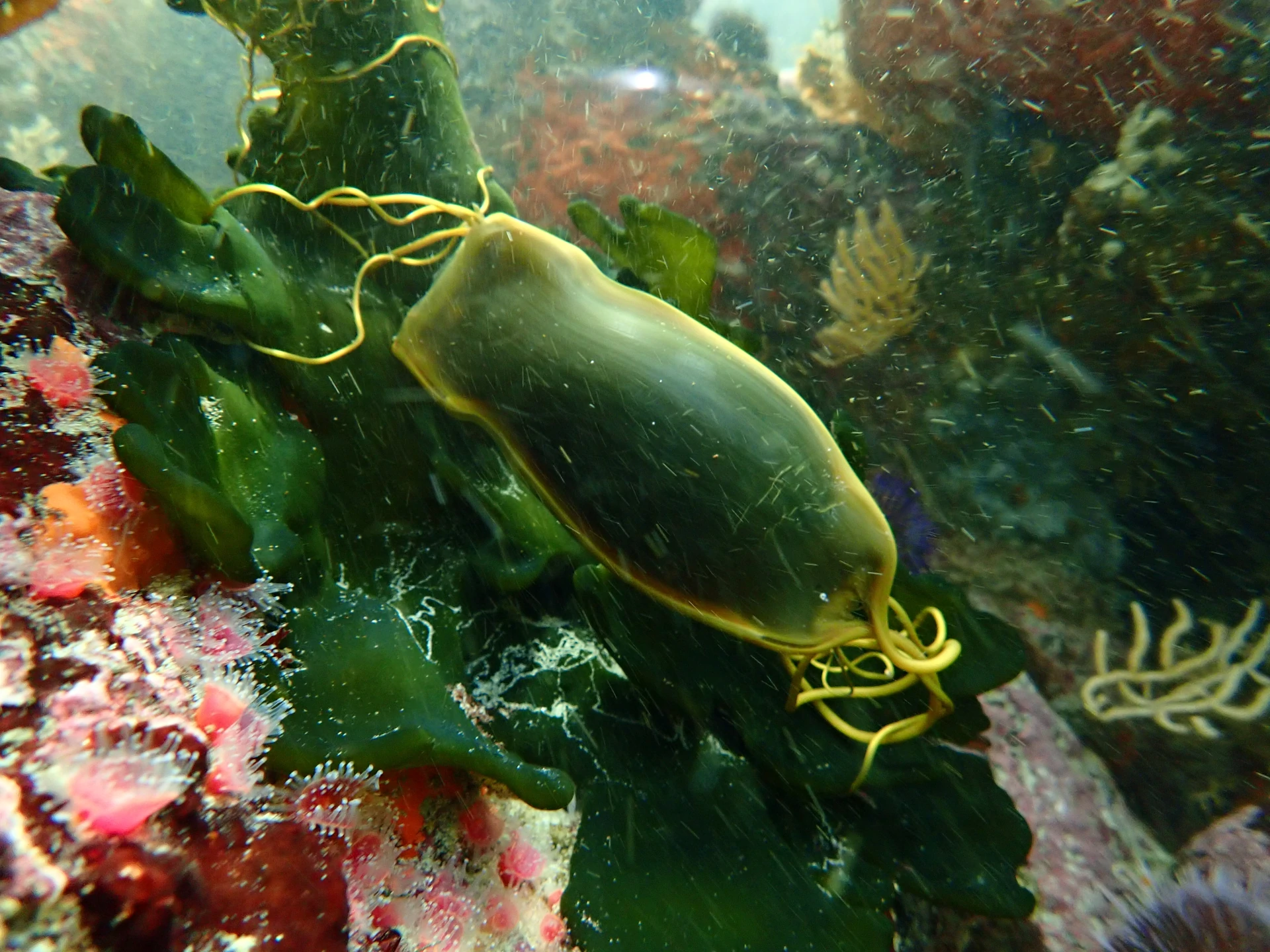 shark egg | Also known as mermaid purse, this is a Chondrich… | Flickr
