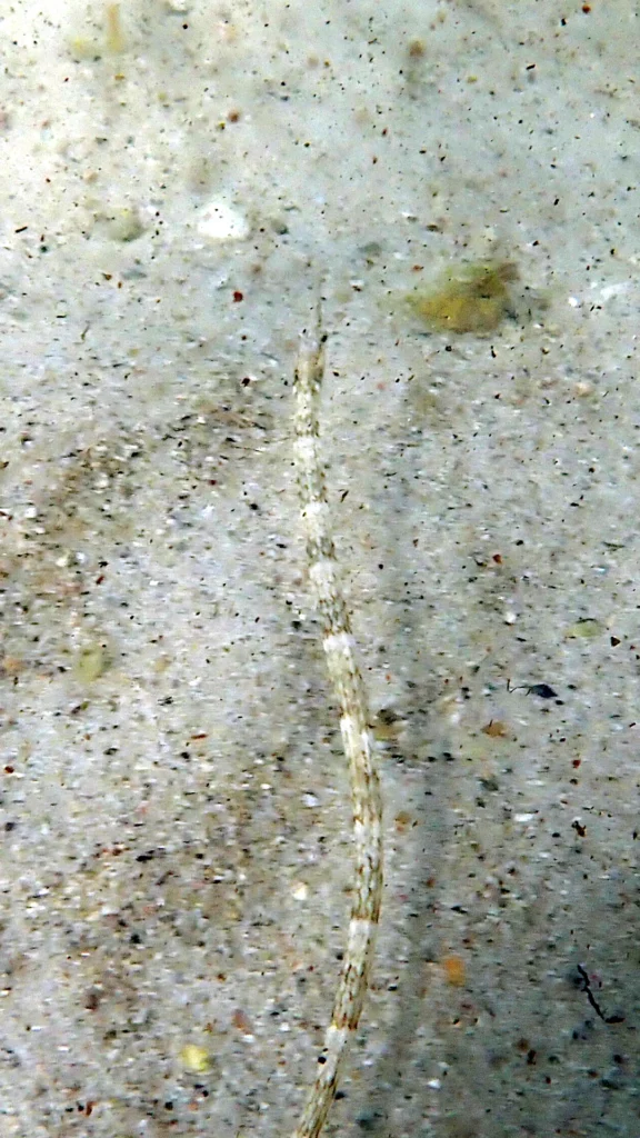 Pipefish