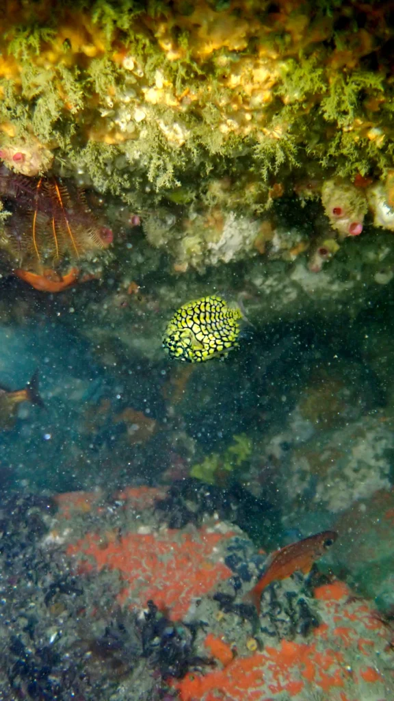 Pineapple Fish